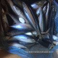 pacific mackerel အေးခဲငါး၏ လတ်ဆတ်သော သိပ္ပံအမည်